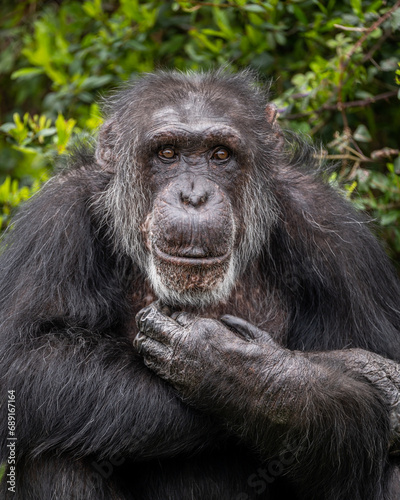 Smiling Chimpanzee © Peter Robinson
