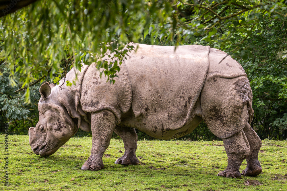Fototapeta premium Side view of a rhinoceros under a tree