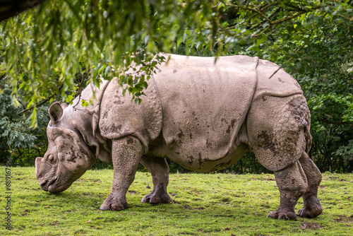 Side view of a rhinoceros under a tree