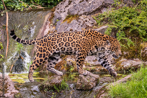 Jaguar prowling