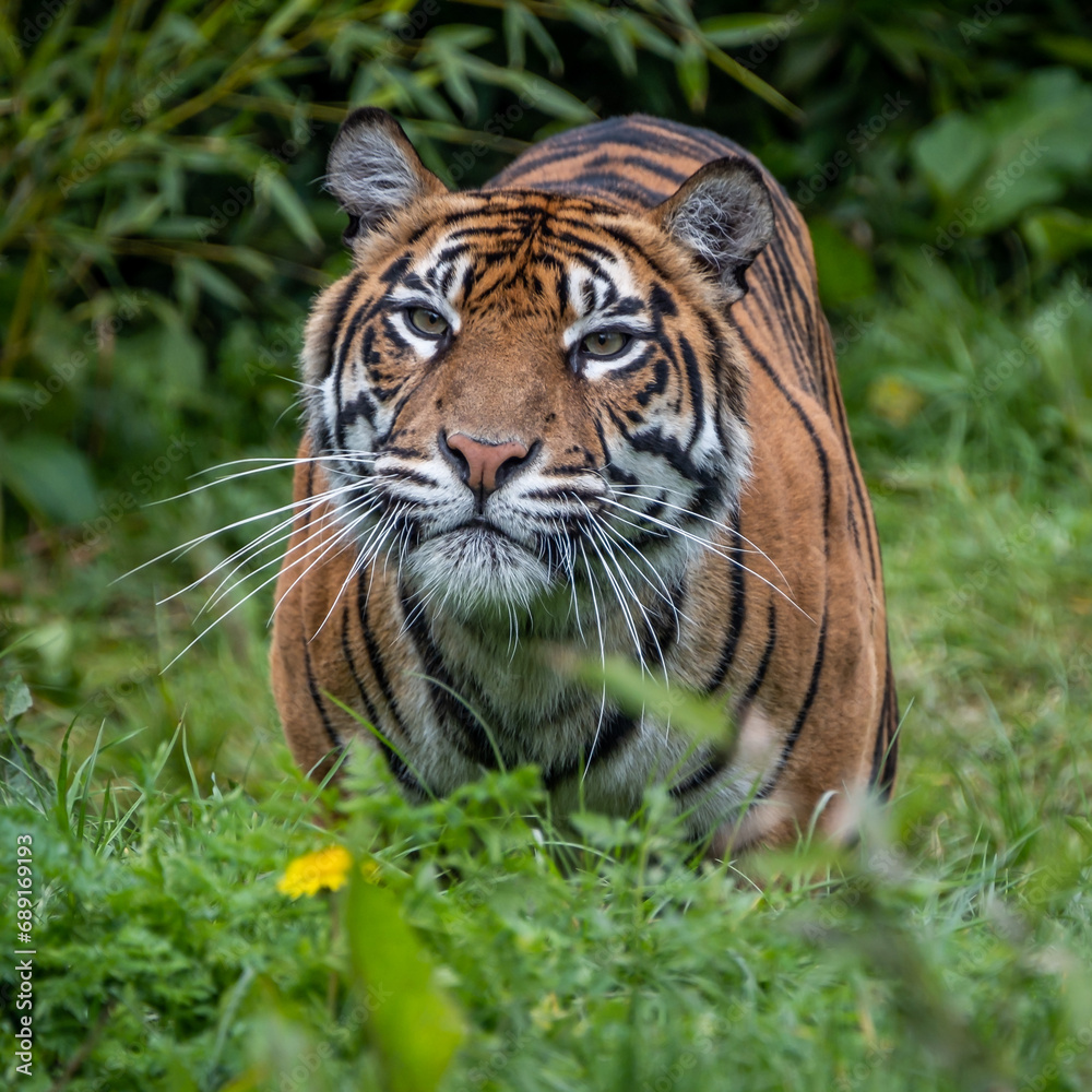 Sumatran Tiger staring at viewer