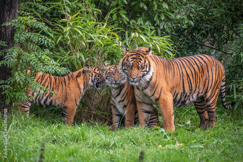 3 Sumatran tigers standing