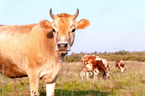 Cows graze in a green meadow