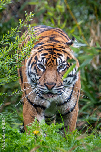 Sumatran Tiger head on