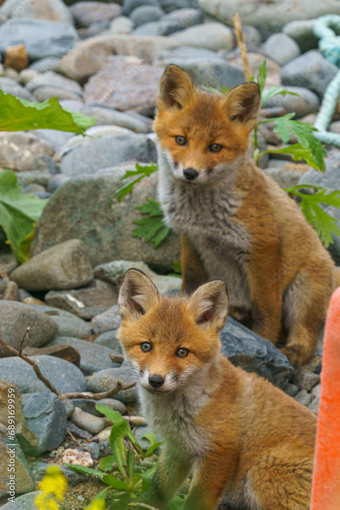Fototapeta premium 海辺のキタキツネの子供たち 北海道のかわいい野生動物