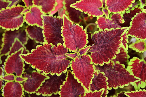 Closeup of Deep Burgundy Red with Yellow Green Edges Leaves of Trusty Rusty Coleus