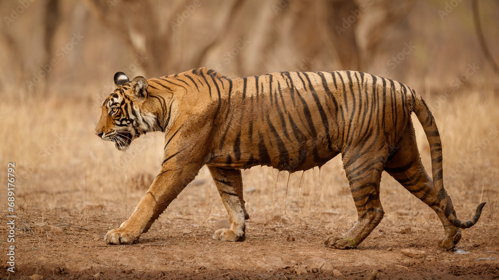 Fototapeta premium amazing bengal tiger nature