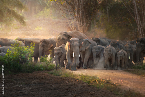 Thai elephant in wild photo