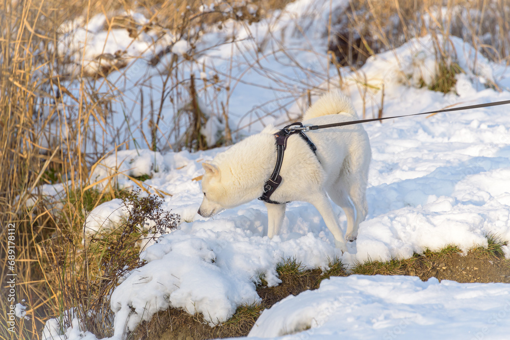 White Husky with short fur on a black leash examines the freshly fallen snow on a lake shore with reed beds. White Husky with short fur on a black leash examines the freshly fallen snow on a lake shore with reed beds.