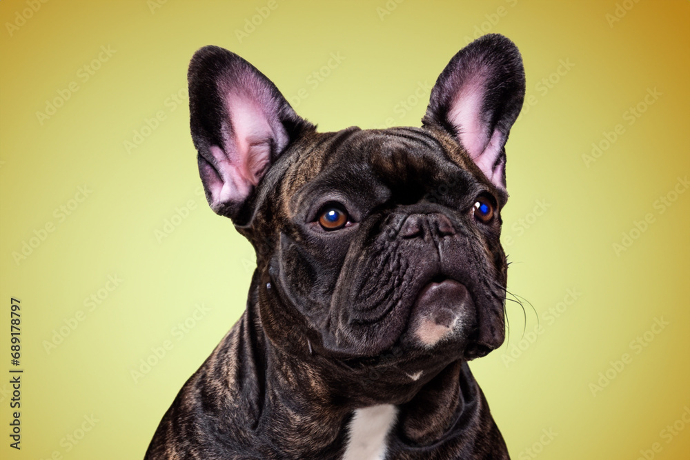 French Bulldog. purebred dog close-up, color background. dog's life concept