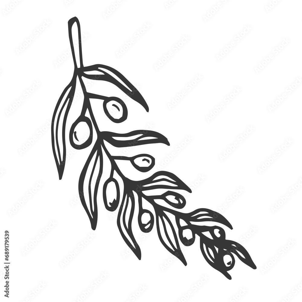 Hand drawn olive branch isolated on white background. Outline olive ...