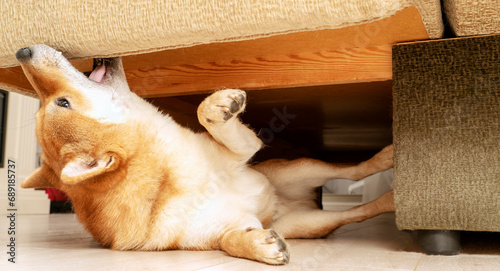 The dog is gnawing on the furniture in the apartment photo