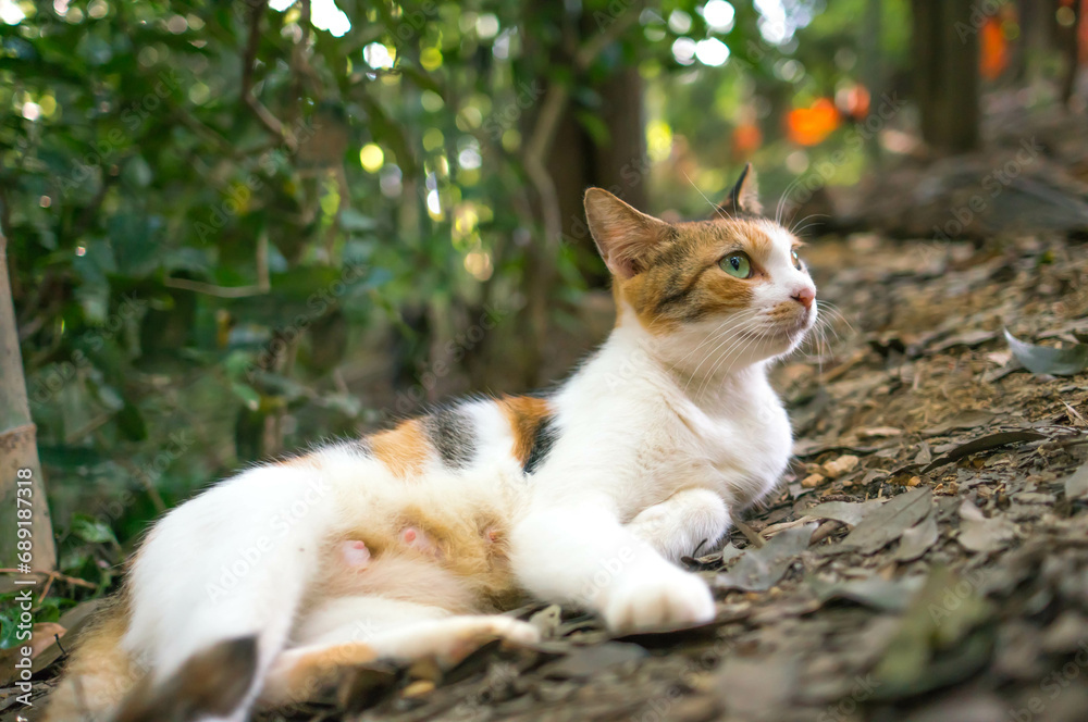 京都 伏見稲荷大社の森でリラックスする可愛らしい三毛猫 京都 伏見稲荷大社の森でリラックスする可愛らしい三毛猫