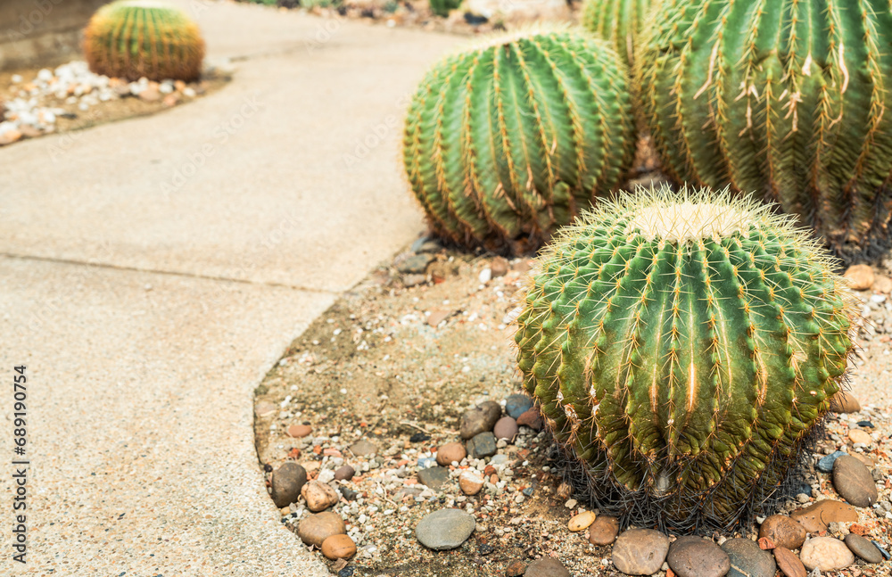 Golden barrel cactus beside walkway, Ball cactus Golden barrel cactus beside walkway, Ball cactus