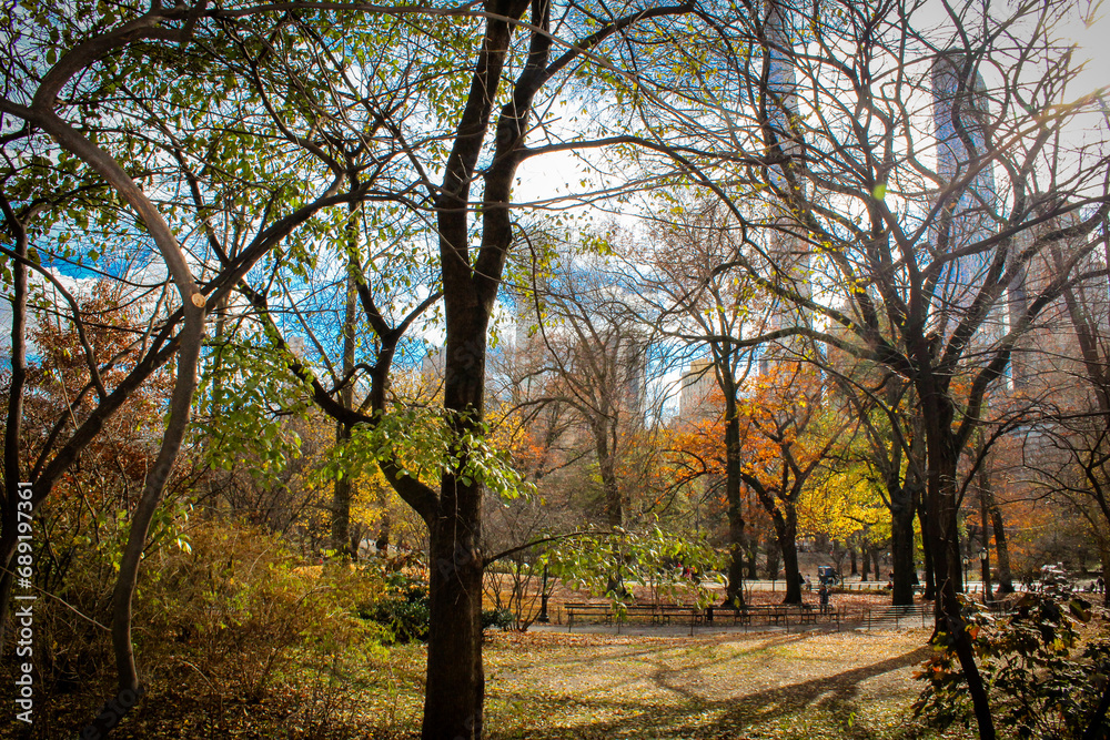 Trees in the park in autumn in central par new york 