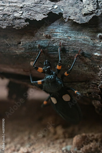 Close-up of a double-edged beetle. photo