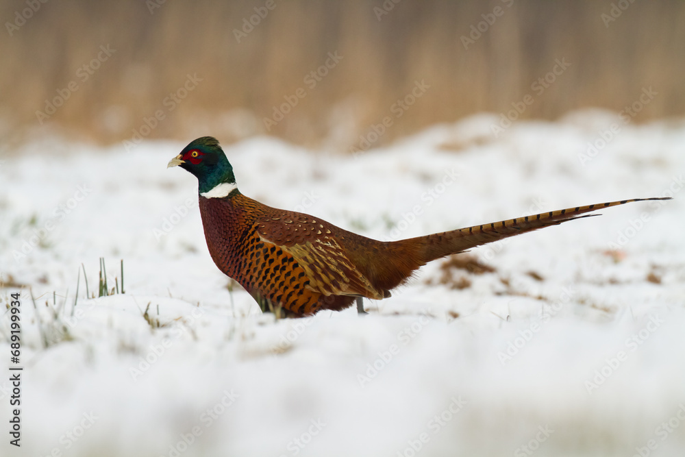 Bird - Common pheasant Phasianus colchius Ring-necked pheasant in natural habitat wildlife Poland Europe