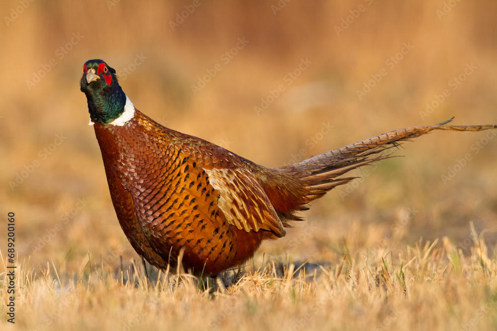 Fototapeta premium Bird - Common pheasant Phasianus colchius Ring-necked pheasant in natural habitat wildlife Poland Europe