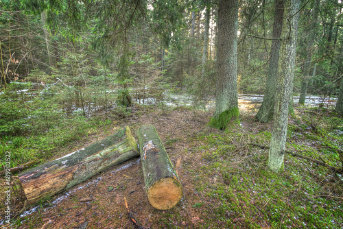 andscape old primeval forest Knyszynska Forest, east north part Poland Europe photo