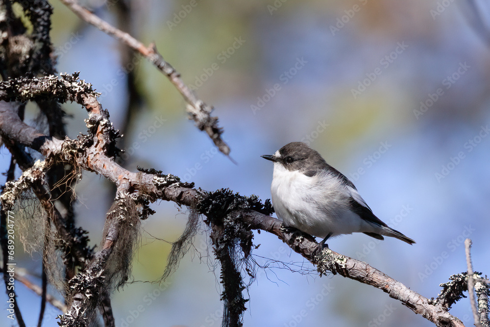 European pied flycatcher