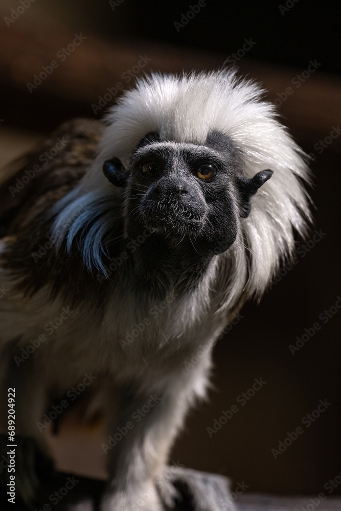 Tamarin pincher - a small monkey with a white mane on its head, portrait. Tamarin pincher - a small monkey with a white mane on its head, portrait.