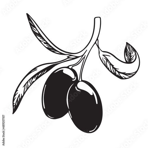 Olive branch with black berries and leaves. Italian Cuisine. A symbol of peace. Greek religious sign. Olive tree vector illustration.
