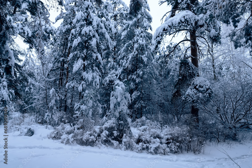 Pine trees covered with snow on frosty morning. Beautiful winter day in the forest.
