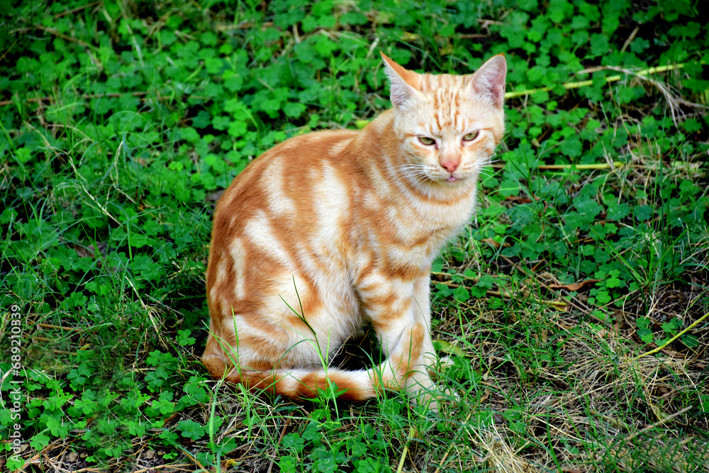 cat on the grass My own photography collection cat on the grass My own photography collection