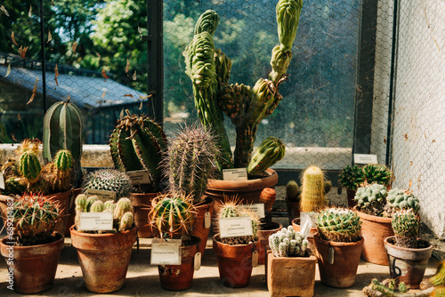 An array of cacti in a sunny greenhouse showcases the beauty and variety of these resilient plants. photo