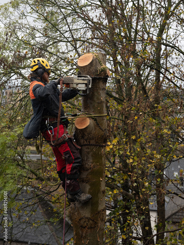 Tree with Ash die back being cut down by a Tree Surgeon