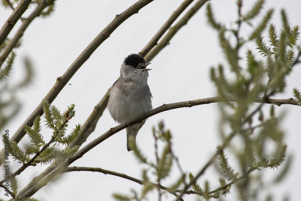 Blackcapwarbler bird singing Blackcapwarbler bird singing