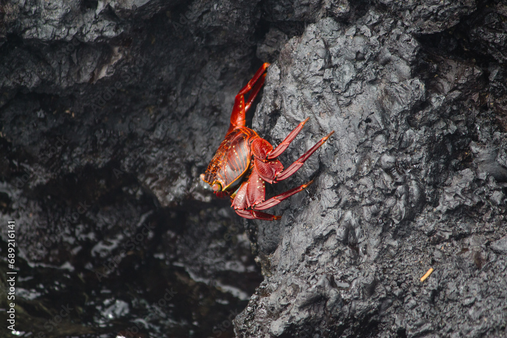 A Galapagos ghost crab on rocks at Puerto Villamil A Galapagos ghost crab on rocks at Puerto Villamil