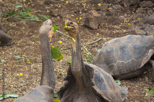 Two Hood Island giant tortoises in a dominance display at Charles Darwin Research Station