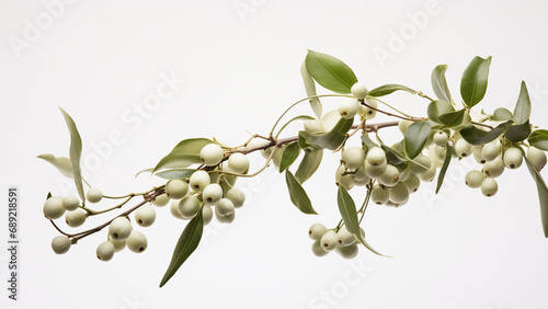 Mistletoe Magic: Stunning Ultra-Wide Angle Photograph of Clusters with Spherical Berries and Green Leaves on a White Canvas - Ethereal Beauty and Symbolic Significance Captured with Meticulous Precisi