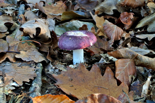 Blackish purple Russula or purple brittlegill (lat. Russula atropurpurea), edible wild mushroom in a forest, fungus, mycology