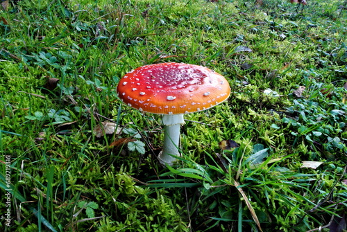 Fly agaric or fly amanita mushroom (lat. Amanita muscaria), poisonous, not edible wild mushroom in a forest, fungus of the genus Amanita, mycology

