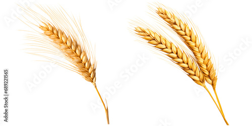ears of wheat on a transparent background