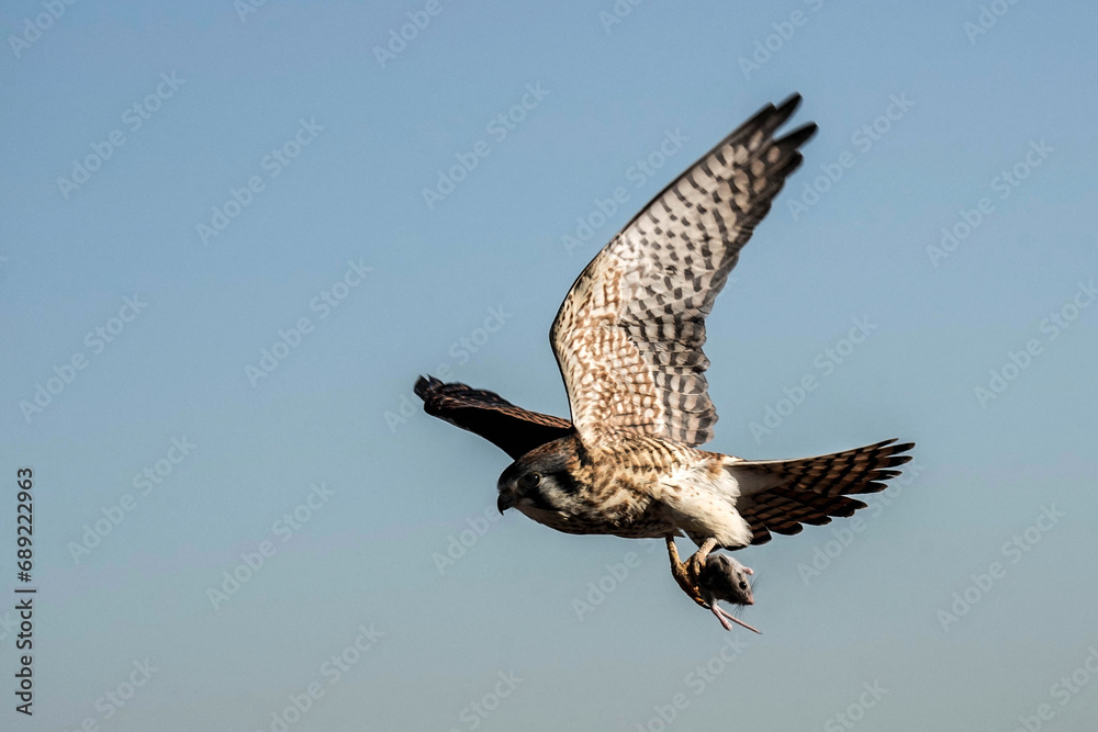 Fototapeta premium Kestrel Falcon - Colorado