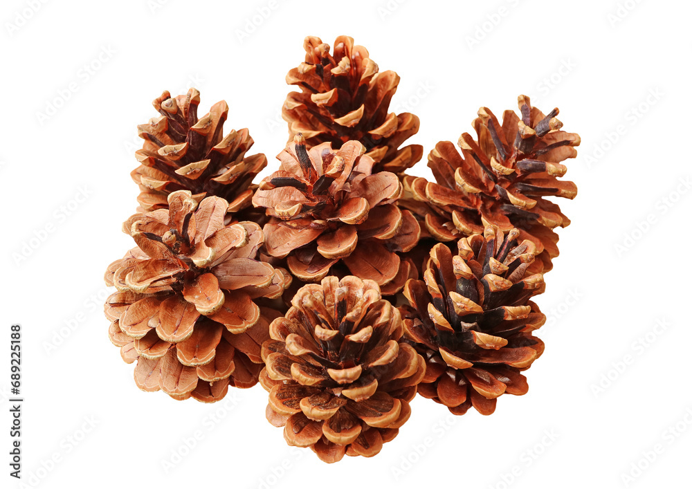 Closeup of group of natural dry pine cones on transparent background, PNG file Closeup of group of natural dry pine cones on transparent background, PNG file
