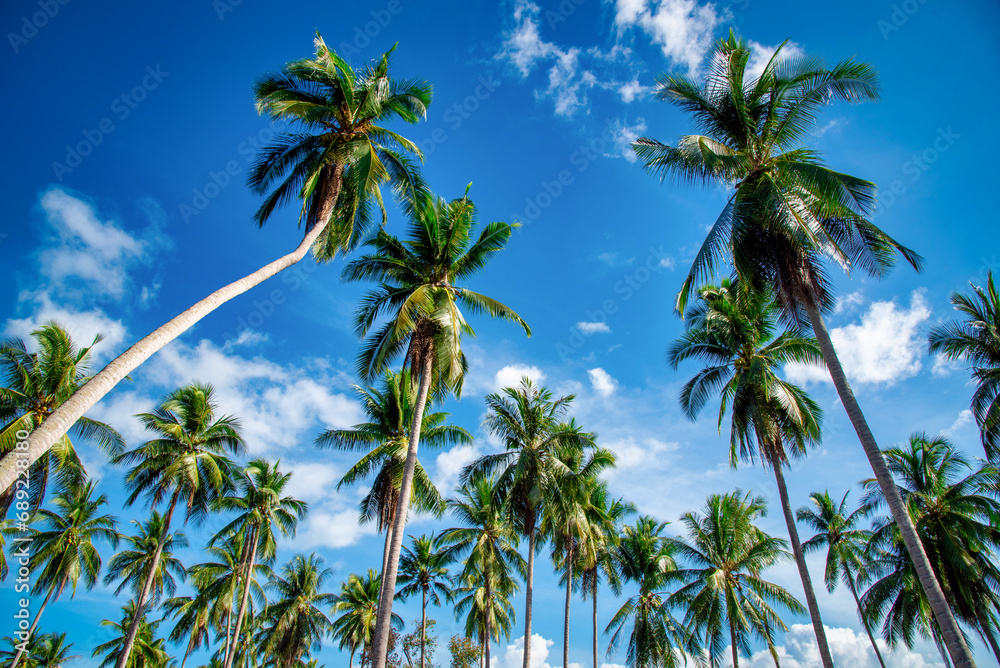 Coconut palm trees on beach and blue sky with cloud background.