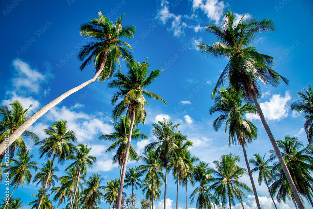 Coconut palm trees on beach and blue sky with cloud background. Coconut palm trees on beach and blue sky with cloud background.