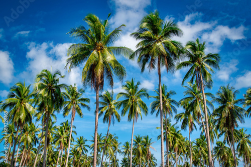 Wallpaper Mural Coconut palm trees on beach and blue sky with cloud background. Torontodigital.ca