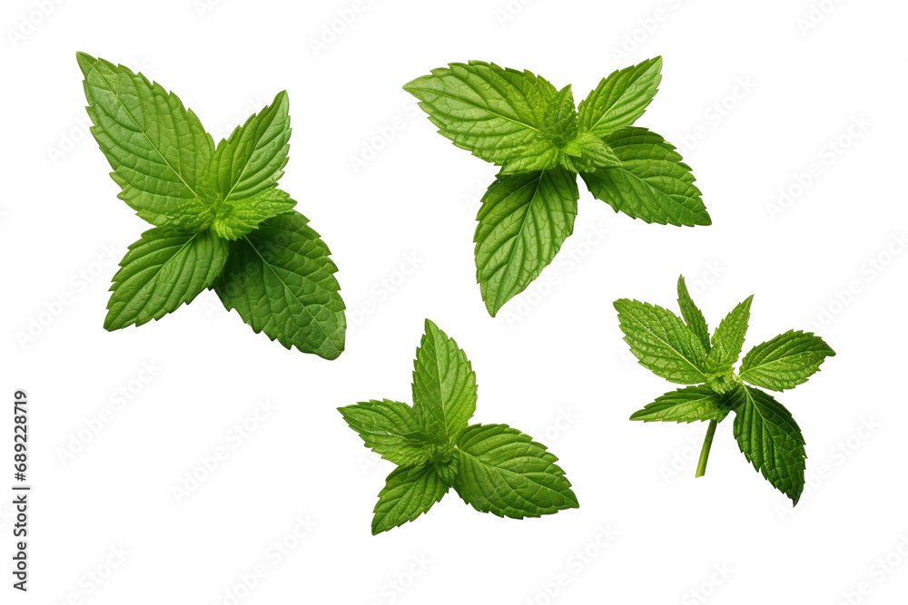 Fresh mint leafs isolated on transparent or white background PNG Fresh mint leafs isolated on transparent or white background PNG