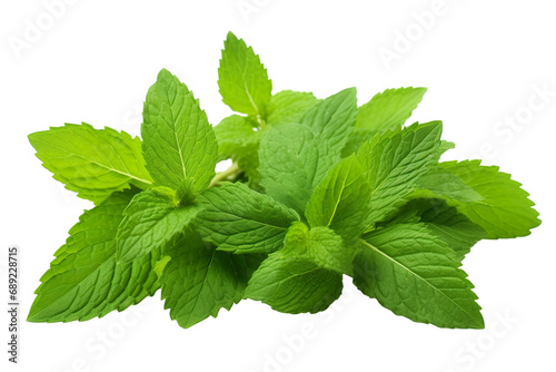 Fresh mint leafs isolated on transparent or white background PNG