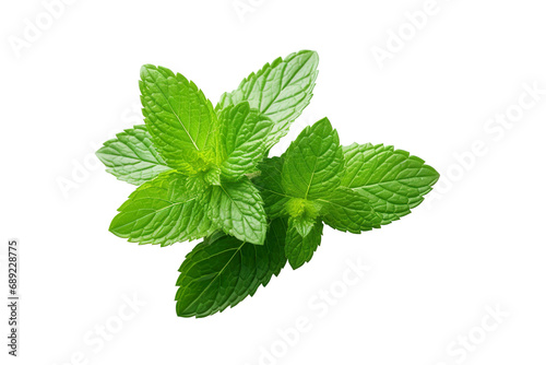 Fresh mint leafs isolated on transparent or white background PNG