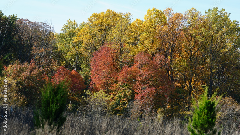 The beautiful autumn view with the colorful trees and leaves in the park