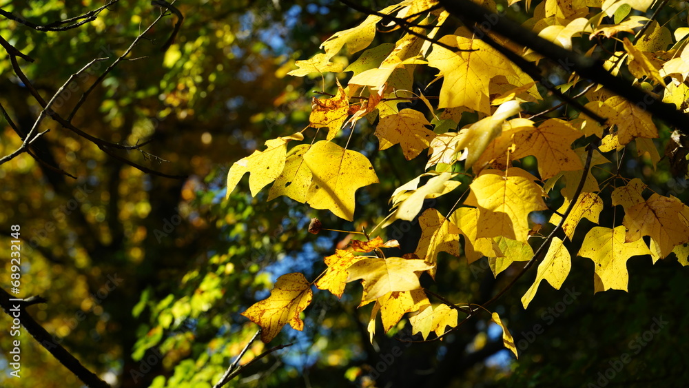 Obraz premium The beautiful autumn view with the colorful trees and leaves in the park