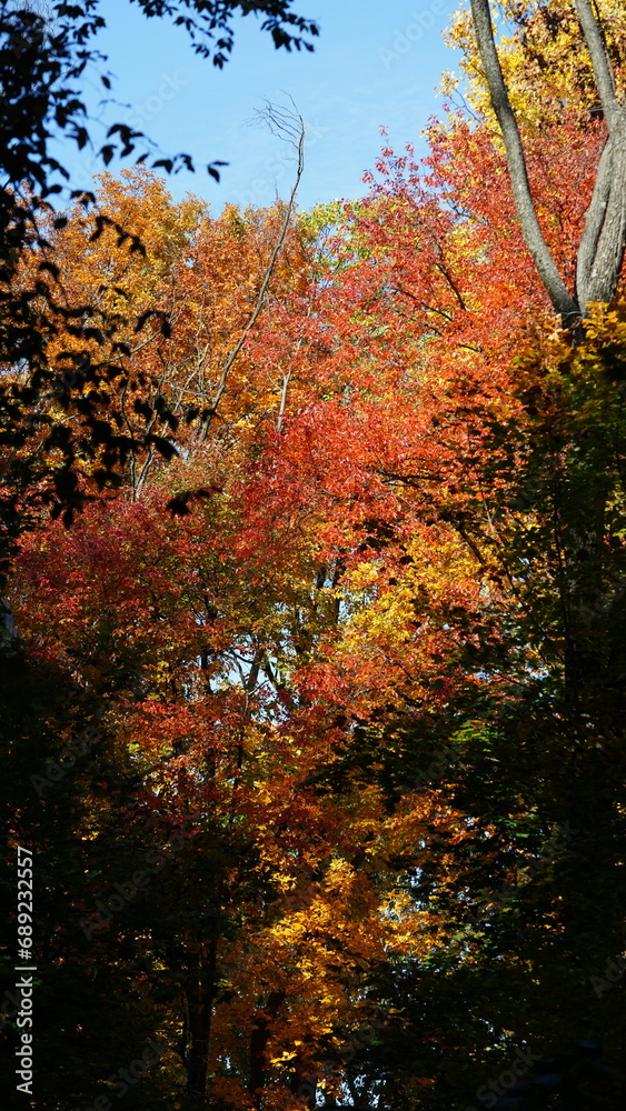 The beautiful autumn view with the colorful trees and leaves in the park