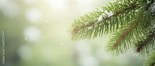 Background with spruce branch in winter