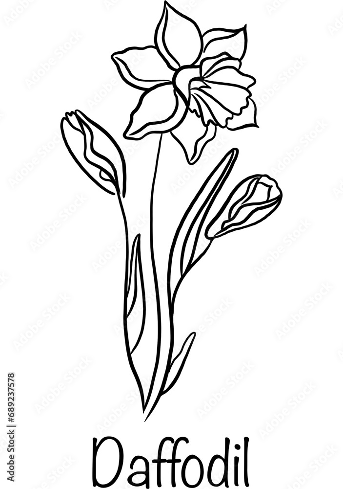 Obraz premium Line art Birth Month Flower of March named Daffodil
